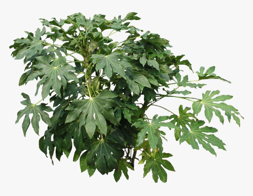 Plantas Png, Transparent Png, Free Download