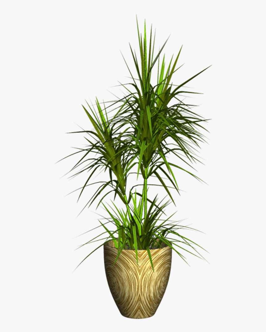 Exotic Plant Png, Transparent Png, Free Download