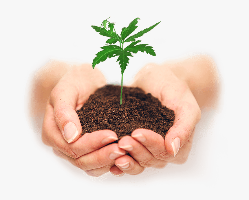 Soil In Hands Png - Growing Plant In Hand, Transparent Png, Free Download