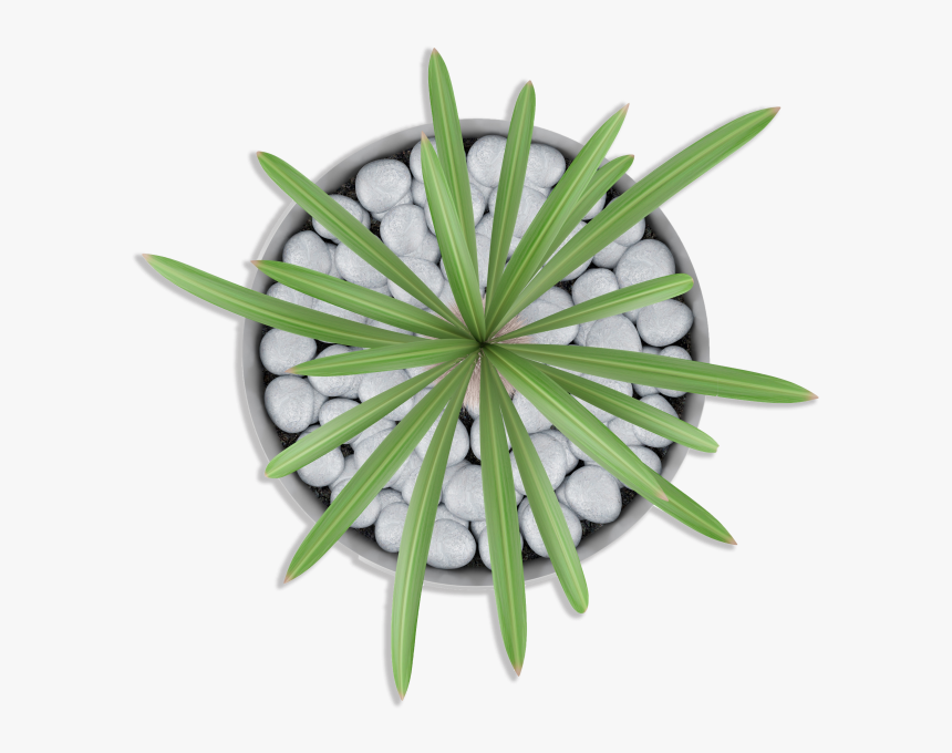 Transparent Pot Plant Png - Planta En Maceta En Planta Png, Png Download, Free Download