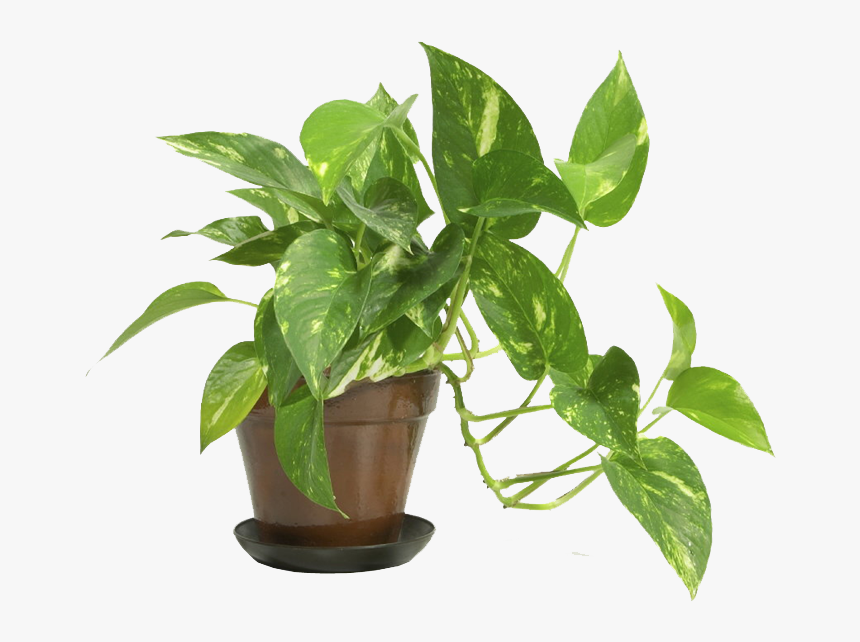 Populares Y Del Diablo - Indoor Plants Transparent, HD Png Download, Free Download