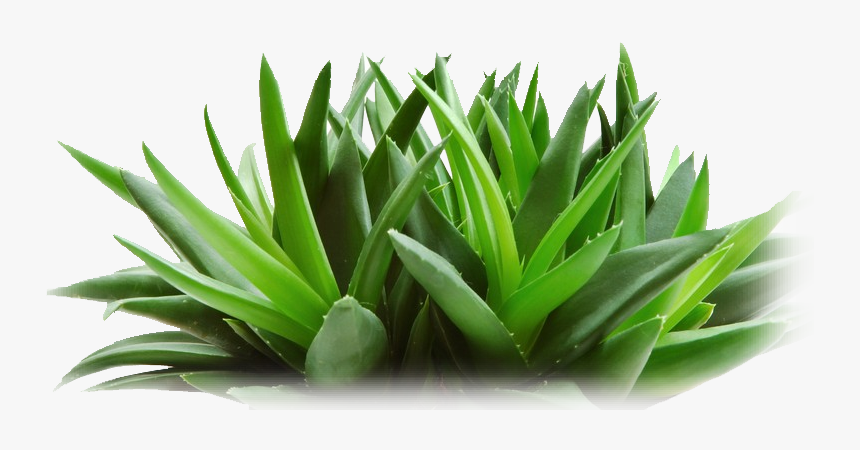 Aloe Vera Plant And Snake Plant, HD Png Download, Free Download