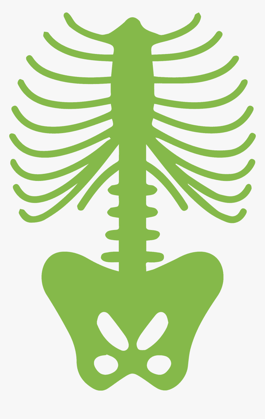 Rib Cage Human Body Human Skeleton - Human Ribs Clip Art, HD Png Download, Free Download