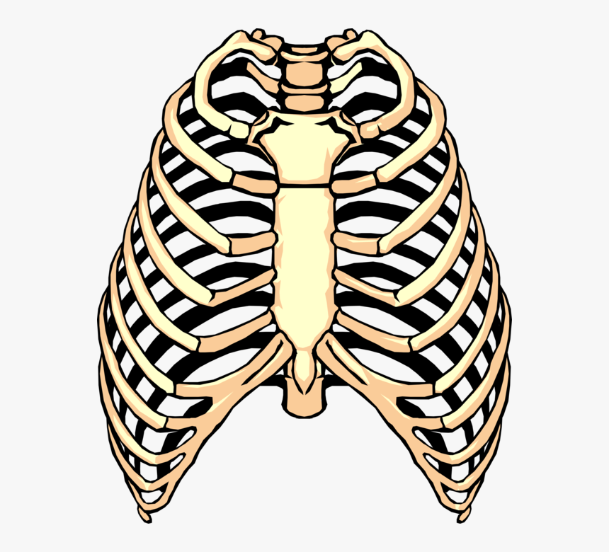 Vector Illustration Of Human Rib Cage - Rib Clipart, HD Png Download, Free Download