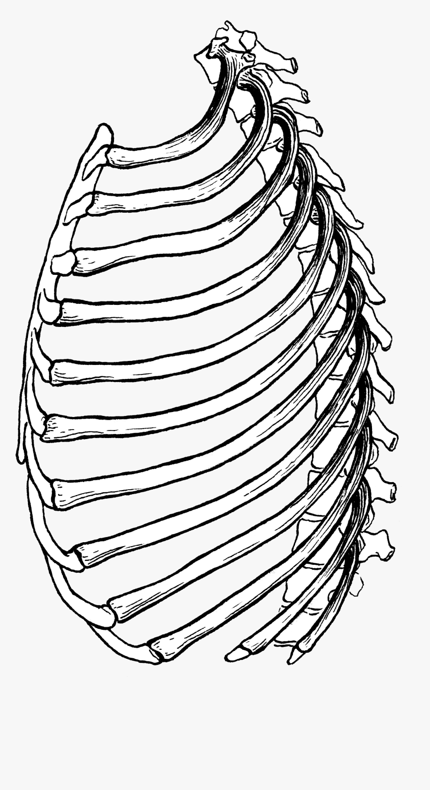 Rib Cage - Sketch, HD Png Download, Free Download