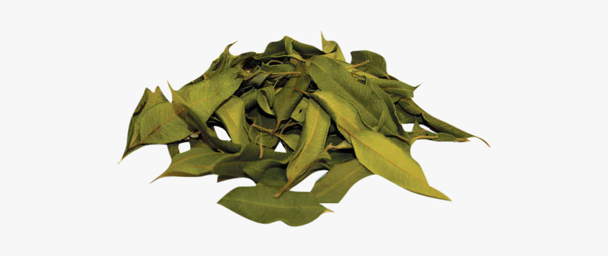 "
 Class="lazyload Lazyload Mirage Cloudzoom Featured - Dried Lemon Myrtle Leaves, HD Png Download, Free Download