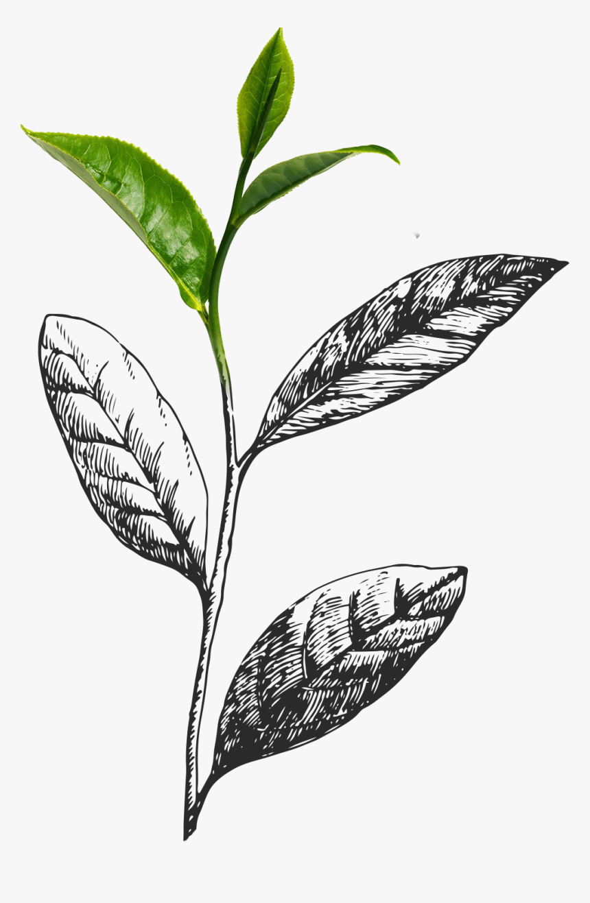 Transparent Coffee Plant Png - Matcha Leaves Png, Png Download, Free Download
