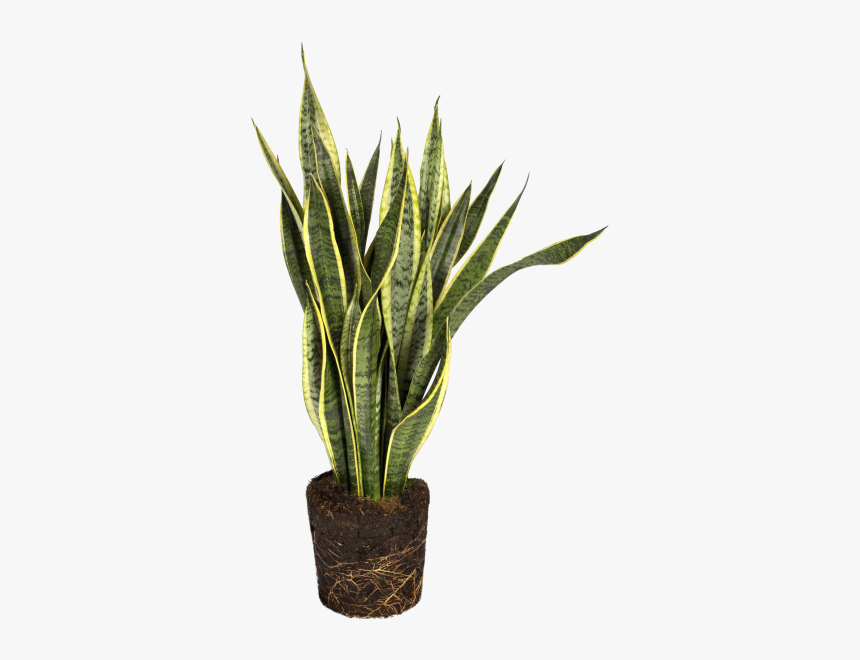 Snake Plant - Sansevieria Png, Transparent Png, Free Download