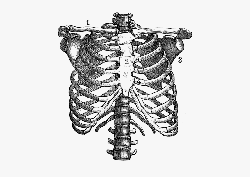Anatomical Drawing Rib Cage, HD Png Download - kindpng.