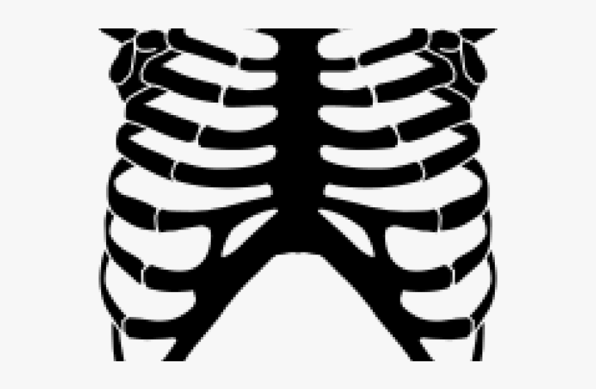 Rib Cage Png Transparent Images - Skeleton Rib Cage Clipart, Png Download, Free Download