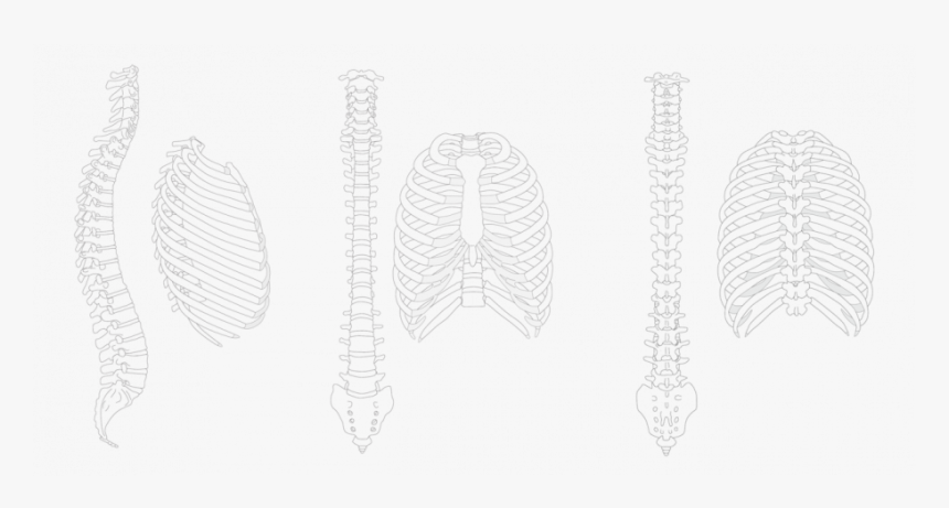 Draw A Spine And Rib, HD Png Download, Free Download