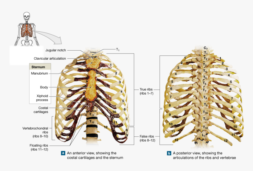 Joints In Axial Skeleton, HD Png Download, Free Download