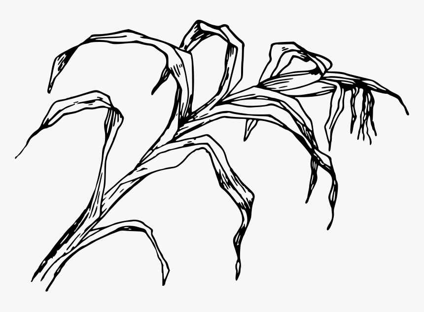 Cornfield Drawing Corn Field Transparent Png Clipart - Leaves Of Corn Drawing, Png Download, Free Download