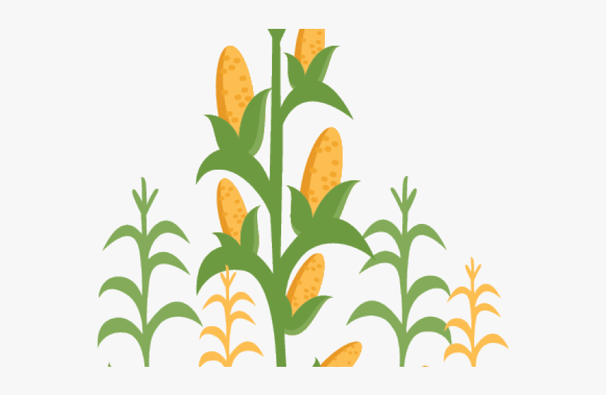 Corn Field Borders - Transparent Corn Field Clipart, HD Png Download, Free Download