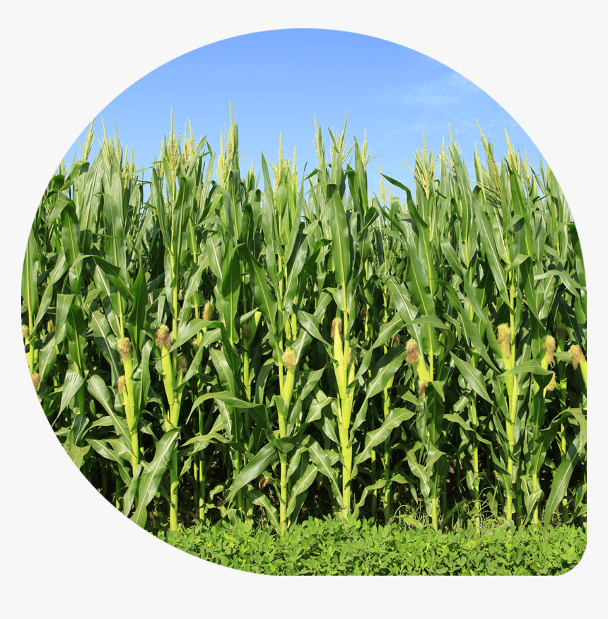 Result - Corn In The Field, HD Png Download, Free Download