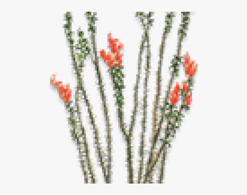 Desert Shrub Of Southwestern Us And Mexico Having Slender - Ocotillo Trees Transparent Background, HD Png Download, Free Download