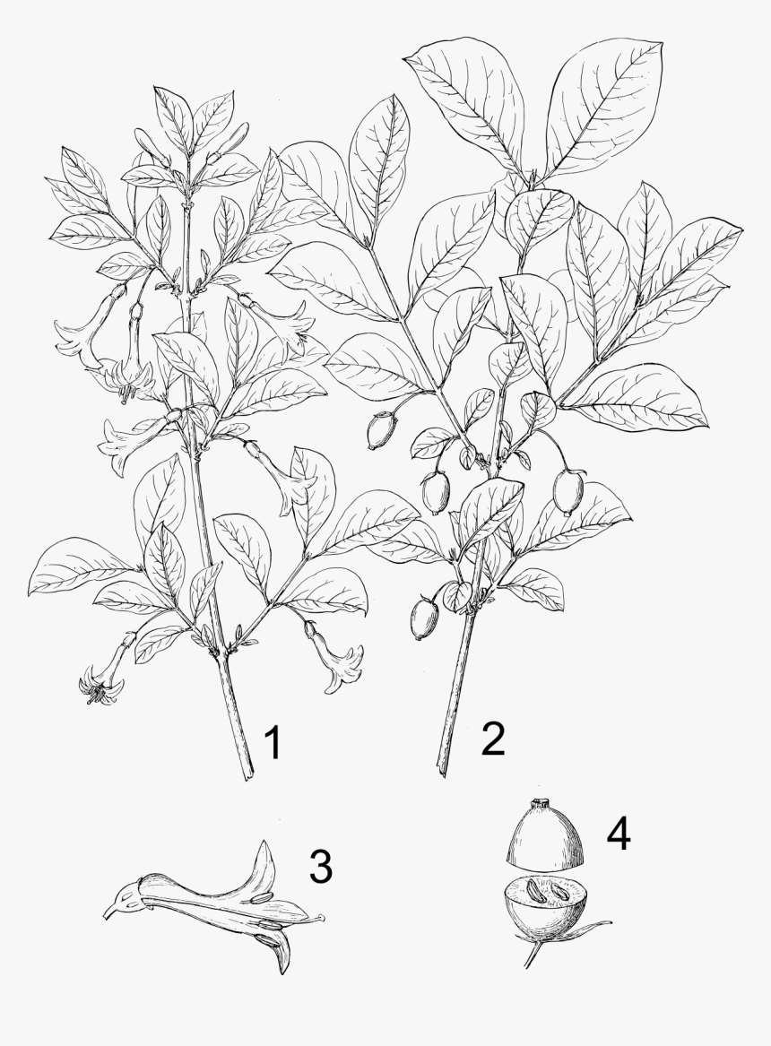 Inside Honeysuckle, HD Png Download, Free Download