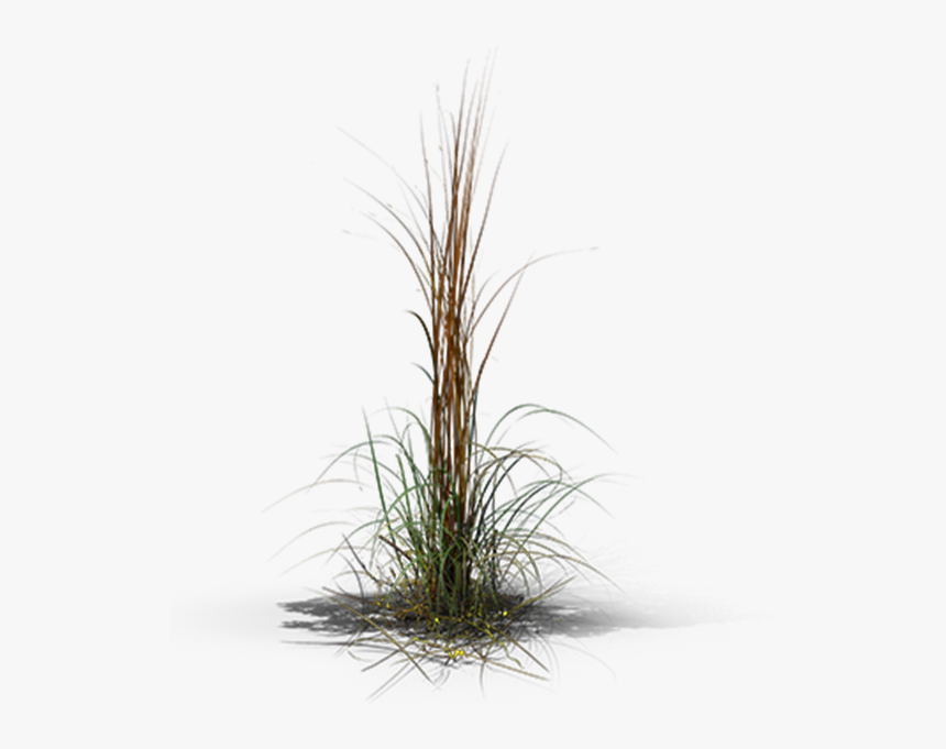 Grass, HD Png Download, Free Download