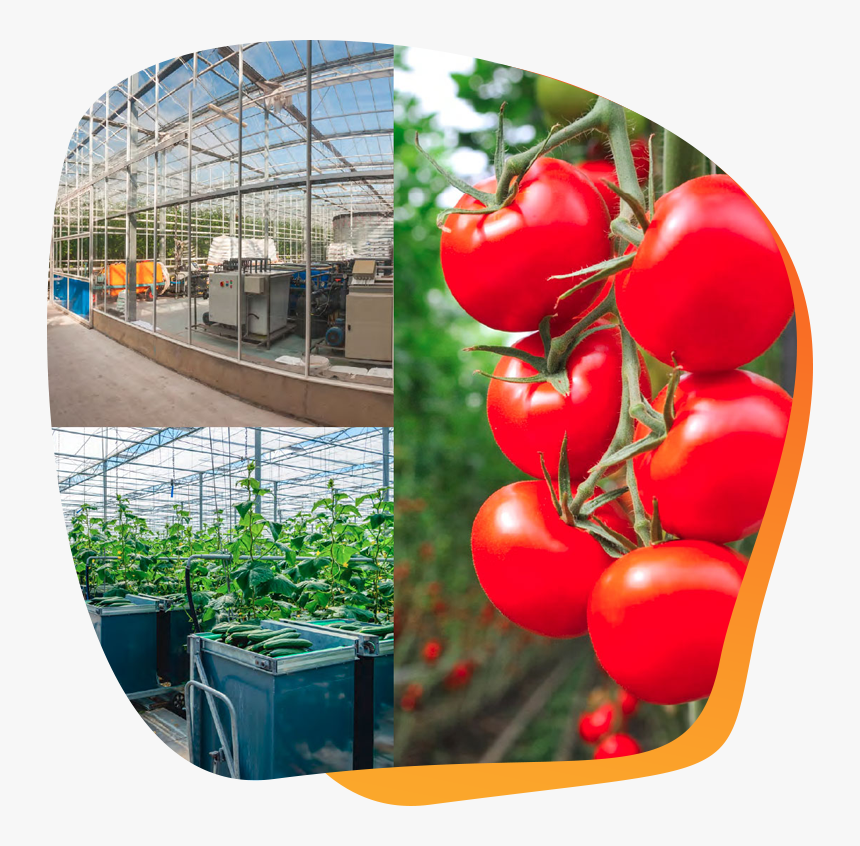 Tomato Garden, HD Png Download, Free Download