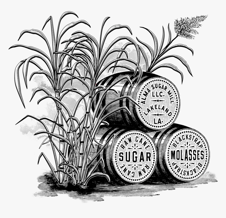 Featured image of post Sugarcane Drawing Sugar cane plant vector drawing