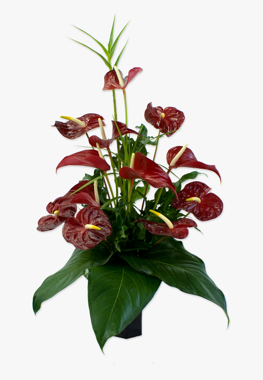 50 Previous Next - Bouquet, HD Png Download, Free Download