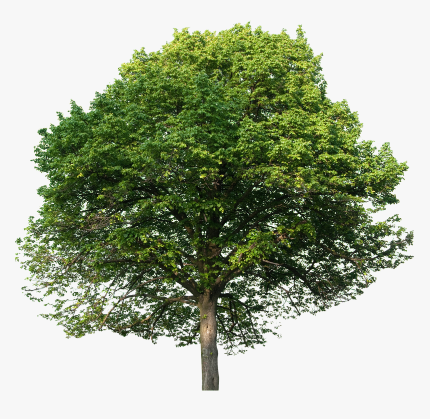 Árvore Foto Incrível - Beech Tree, HD Png Download, Free Download