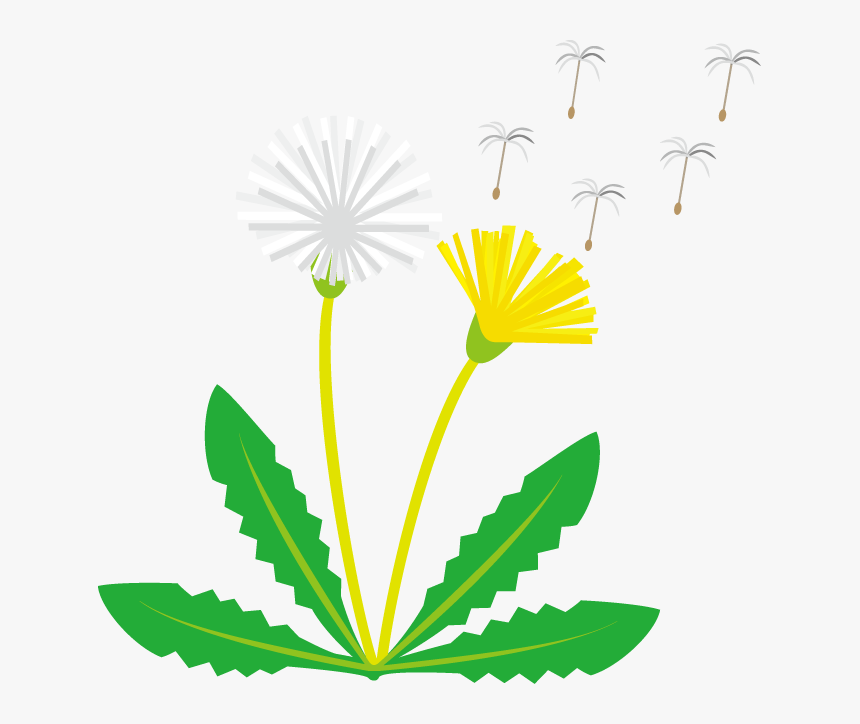 Dandelion Clipart, HD Png Download, Free Download