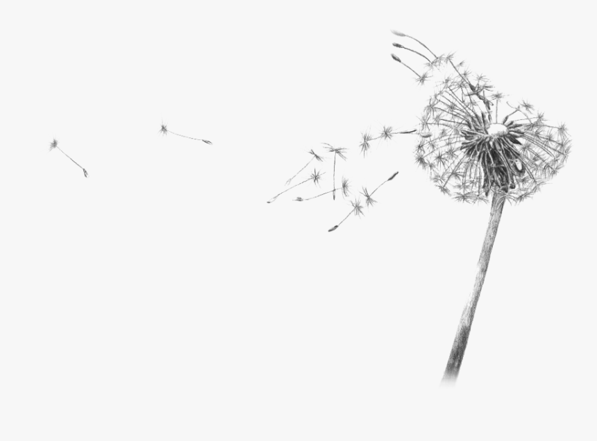 Transparent Blowing Dandelion Png - Cigarette After Sex Affection Cover, Png Download, Free Download