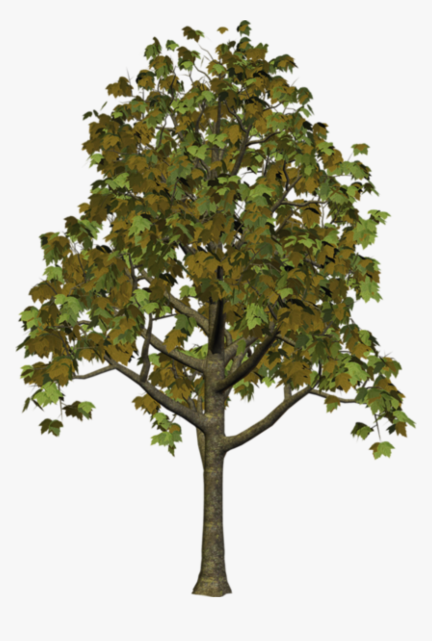 Transparent Small Tree Png, Png Download, Free Download