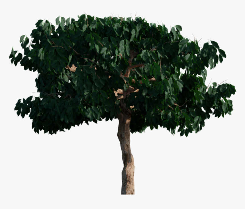 Oak, HD Png Download, Free Download