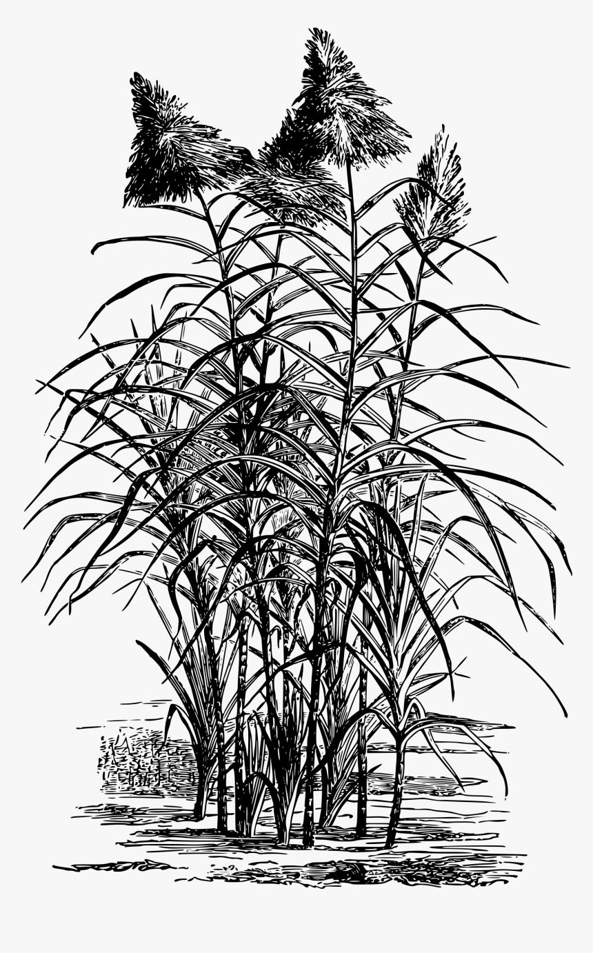 Transparent Sugarcane Png - Sugar Cane Plantation Drawing, Png Download, Free Download