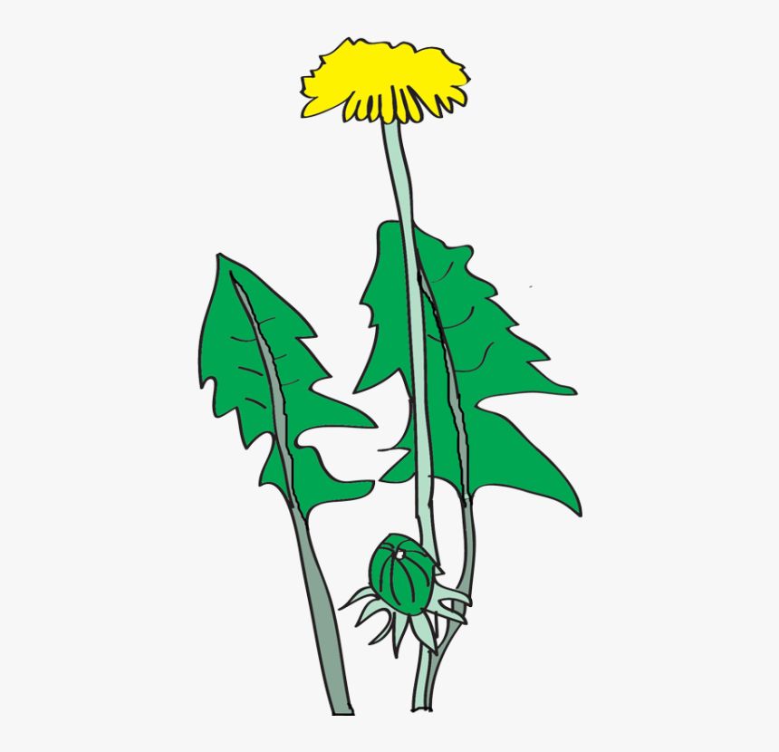 Dandelion Manest, HD Png Download, Free Download