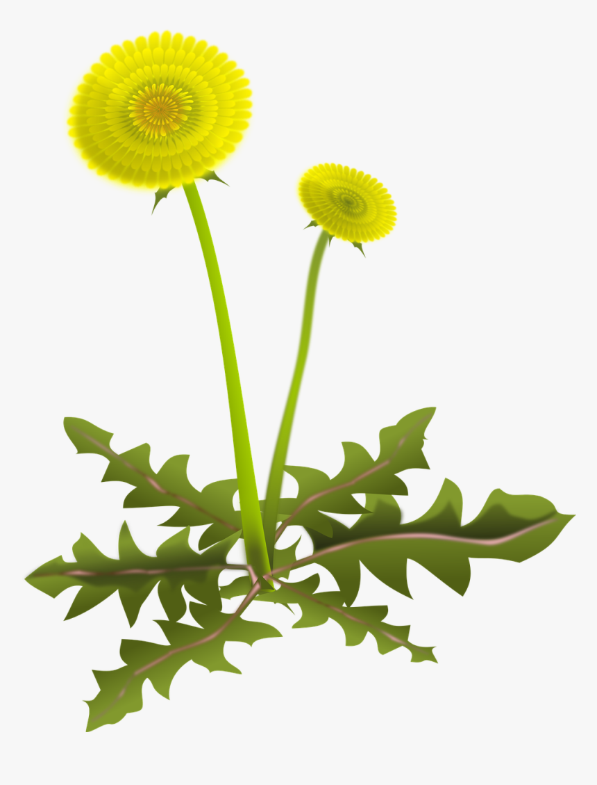 Dandelion, Common Dandelion, Taraxacum, Composites - Dandelion, HD Png Download, Free Download