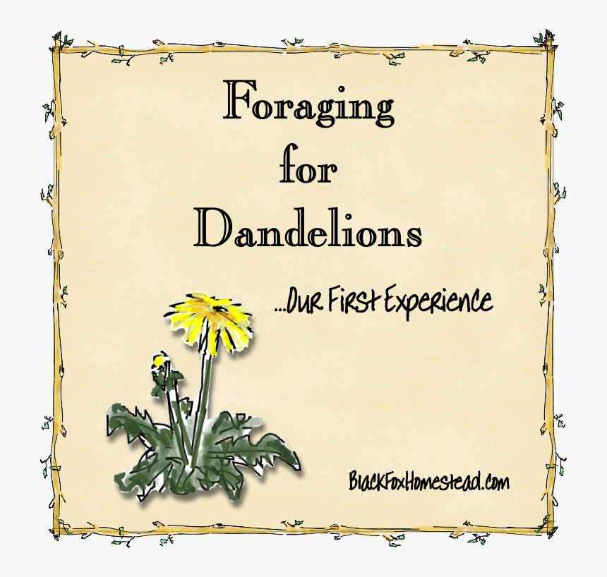 Foraging For Dandelions - Daisy, HD Png Download, Free Download