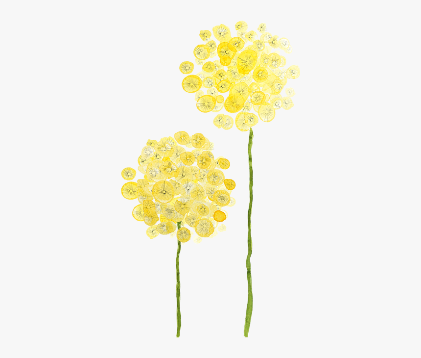 Dandelion Watercolor Png, Transparent Png, Free Download