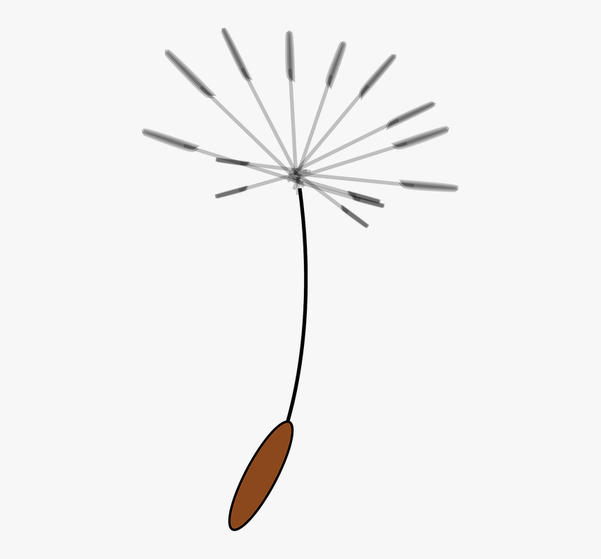 Flying, Seeds, Dandelions, Dispersal, Wind, Plant, - Clip Art Dandelion Seed, HD Png Download, Free Download