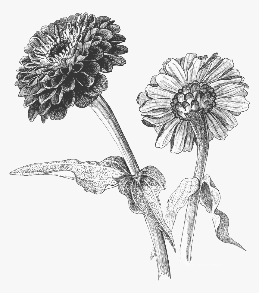 Botanical Illustration Zinnia Drawing, HD Png Download, Free Download