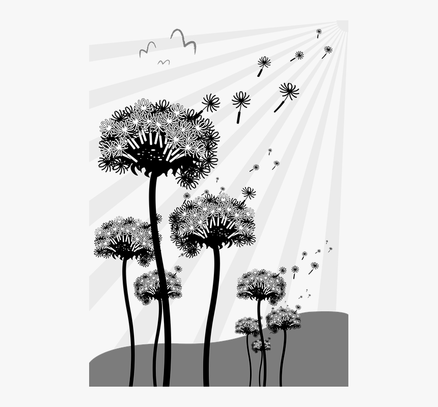 Dandelion, Seeds, Nature, Pointed Flower, Spring - Dandelion, HD Png Download, Free Download