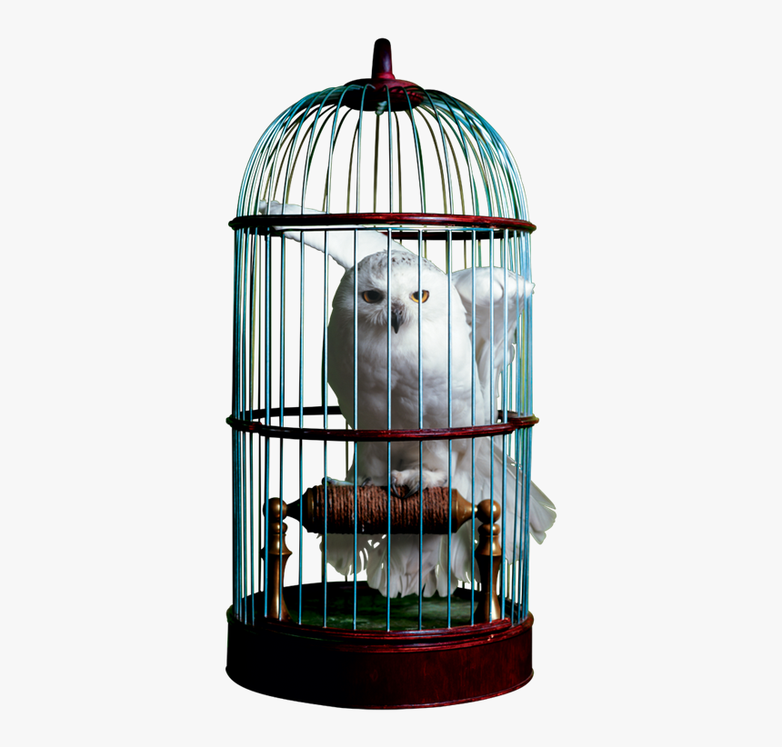 Birdcage Download Png Image - Harry Potter Hedwig In Cage, Transparent Png, Free Download