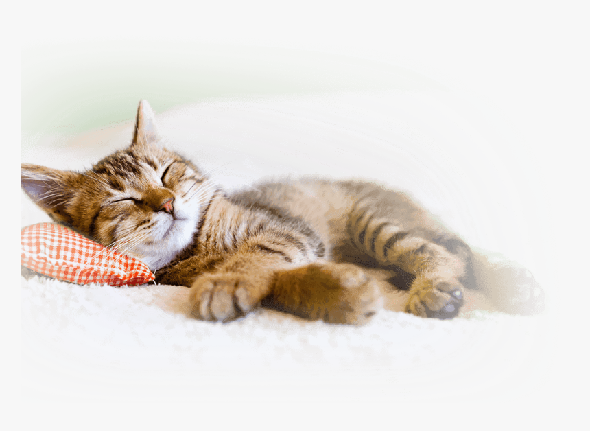 Hif Pet Insurance Benefits Cat World Sleep Day - Cat Taking A Nap, HD Png Download, Free Download