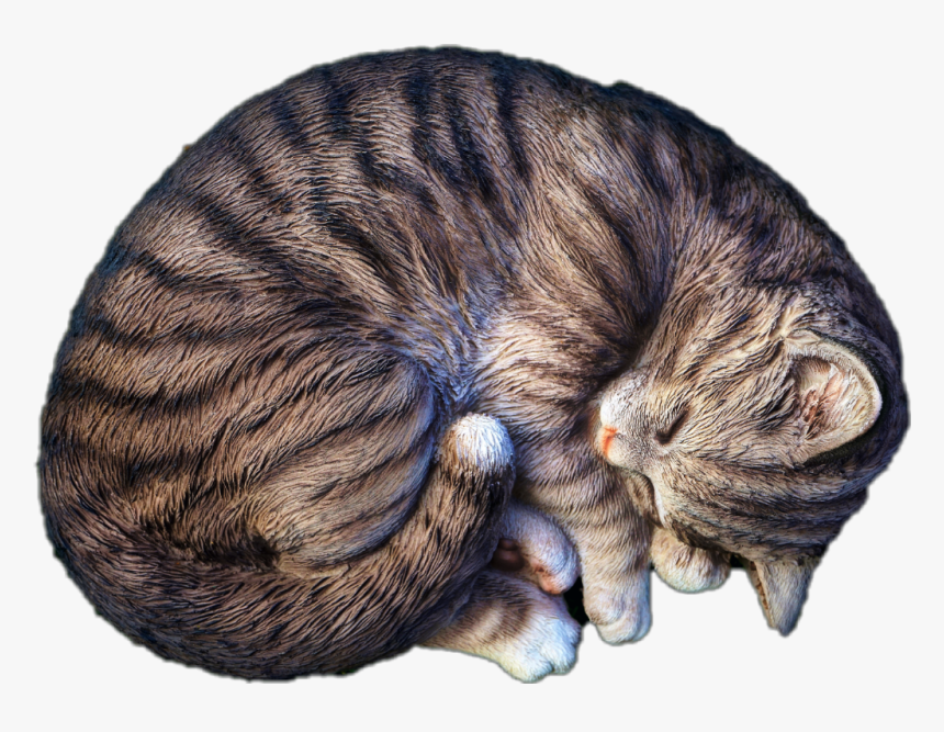 #cat #sleep #sleeping #jhyuri - Sleeping Cute Animals Hd, HD Png Download, Free Download