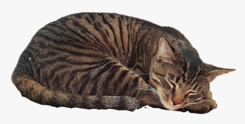 Tabby Cat, HD Png Download, Free Download