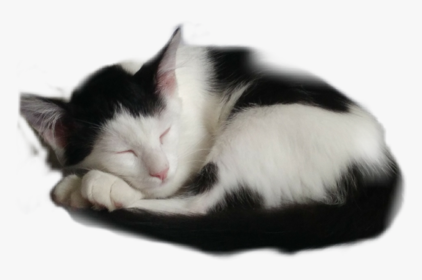 #cat #sleeping - Domestic Short-haired Cat, HD Png Download, Free Download