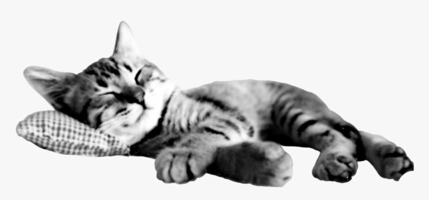 #kitty #cat #sleeping #blackandwhite #b&w #cutout Of - Katzenbilder Lustig Als Hintergrund, HD Png Download, Free Download