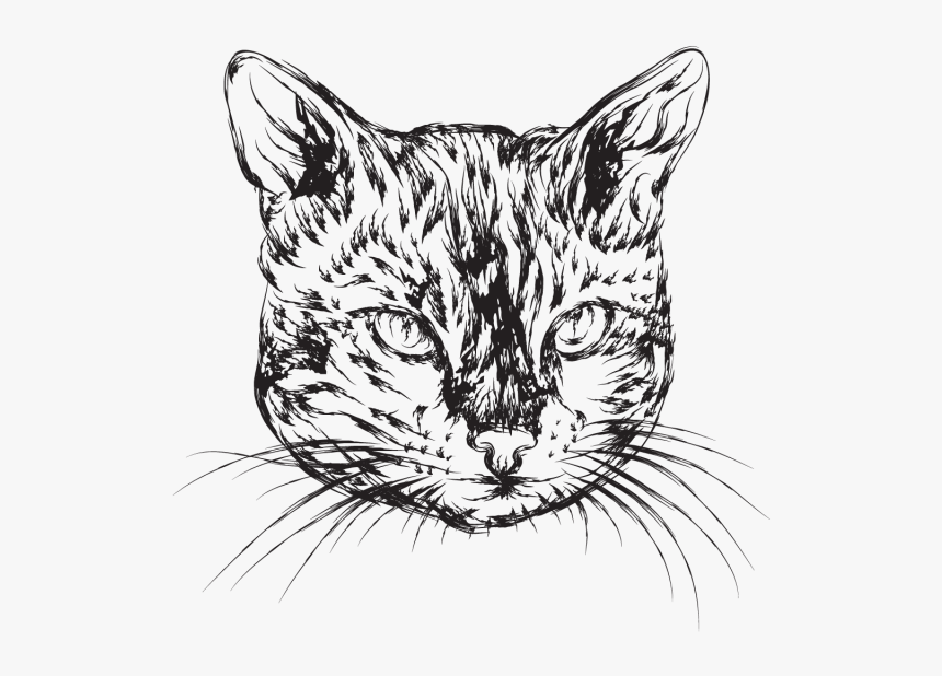 Vector Cats Hand Drawn - Illustration Cat Hand Drawn, HD Png Download, Free Download