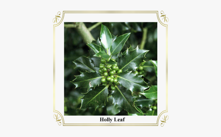 Holly Leaf - Picture Frame, HD Png Download, Free Download