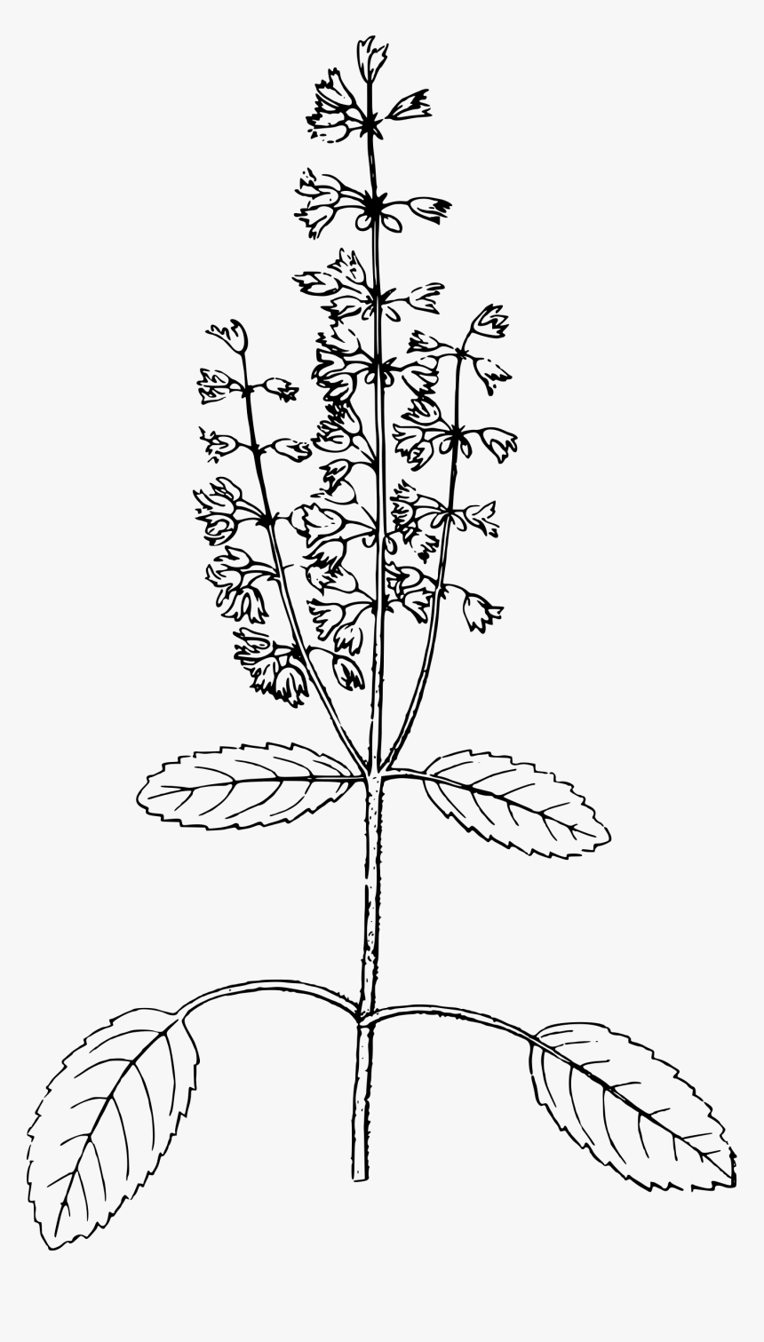 Holy Basil Clip Arts - Black And White Basil Png, Transparent Png, Free Download