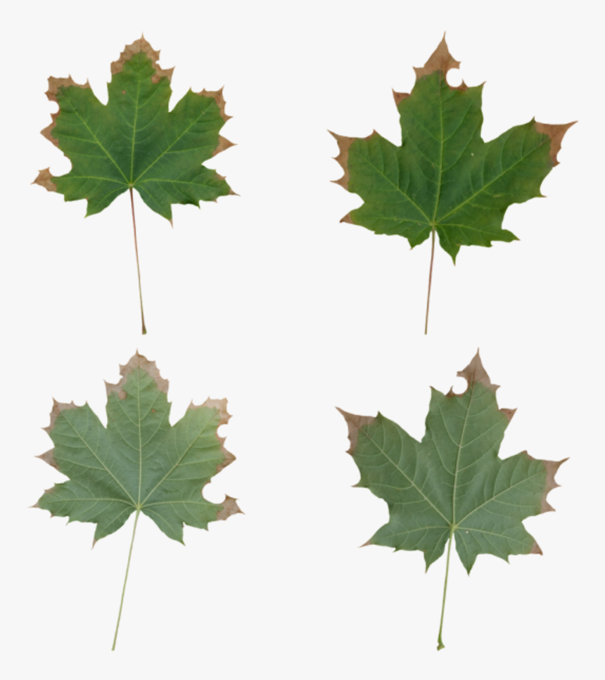 Maple Leaf, HD Png Download, Free Download