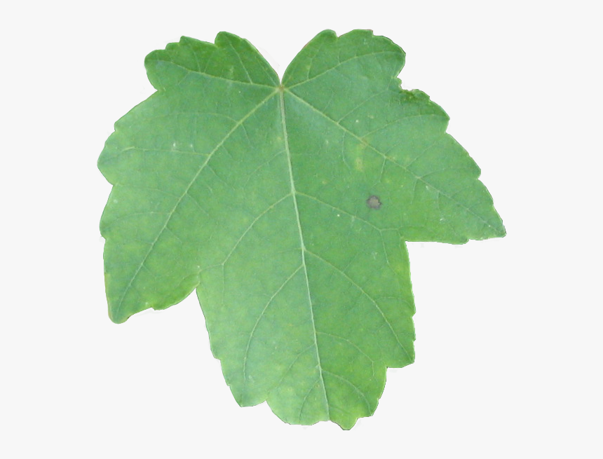 Maple Leaf, HD Png Download, Free Download