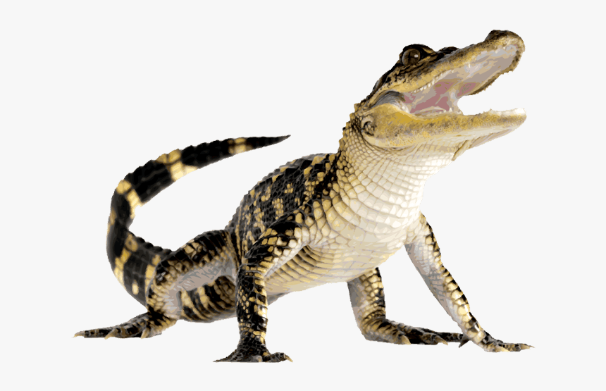 Komodo Up - Alligator Png, Transparent Png, Free Download